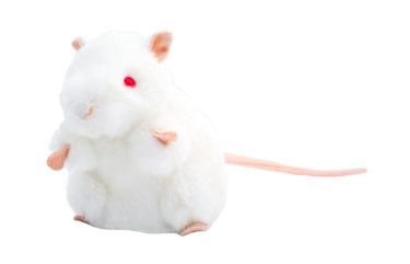 Souris Blanche De Labo Balb C