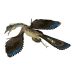 Archaeopteryx bird dinosaur