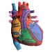 Heart model front new