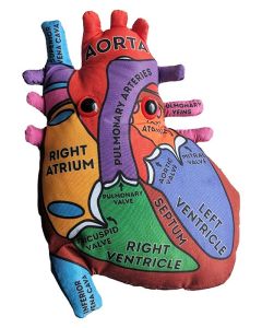 Heart model front new