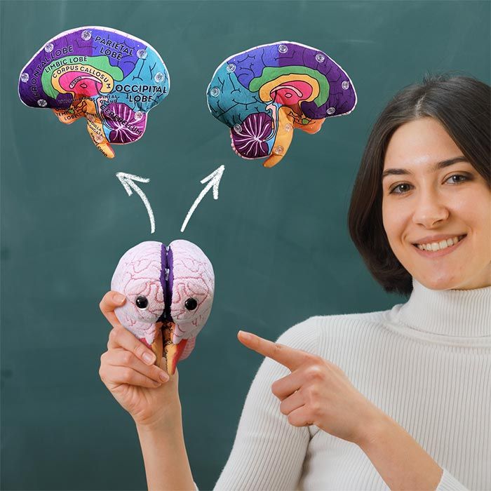 Brain model plush teacher