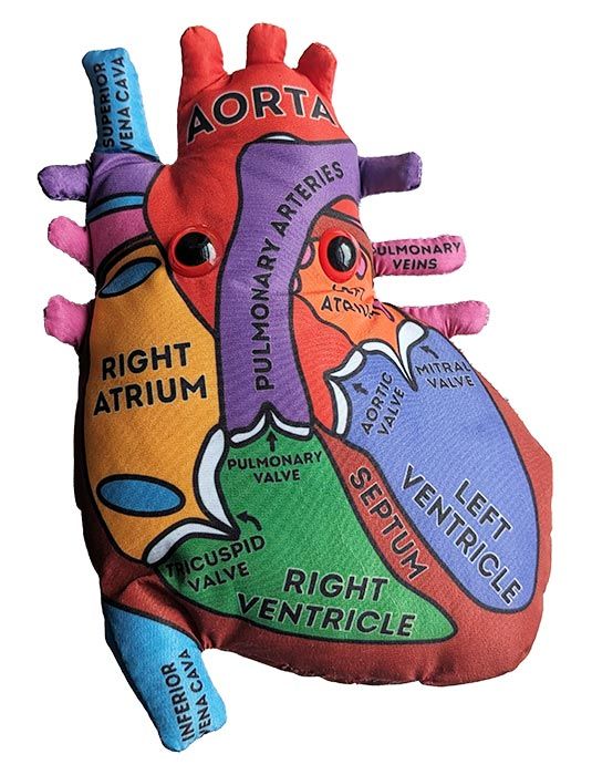 Heart model front new