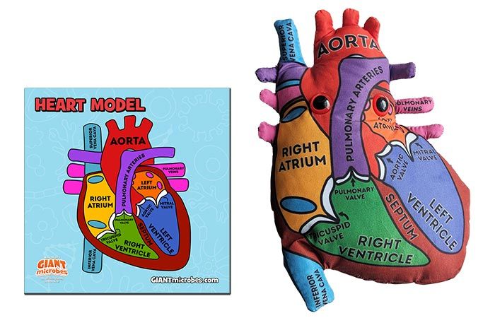 Heart model cluster new fabric