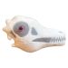 Archaeopteryx plush skull