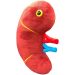 Deluxe Kidney plush angle