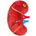 Deluxe Kidney plush side