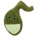 Gallbladder plush doll