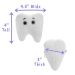 Tooth dimensions