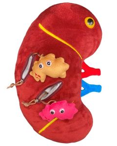 Deluxe Kidney plush with minis