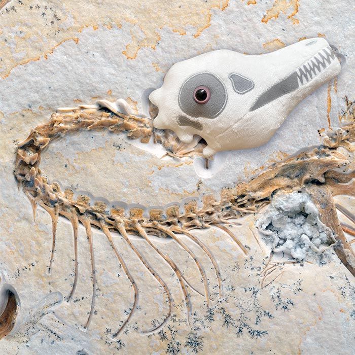 Archaeopteryx plush on skeleton 2