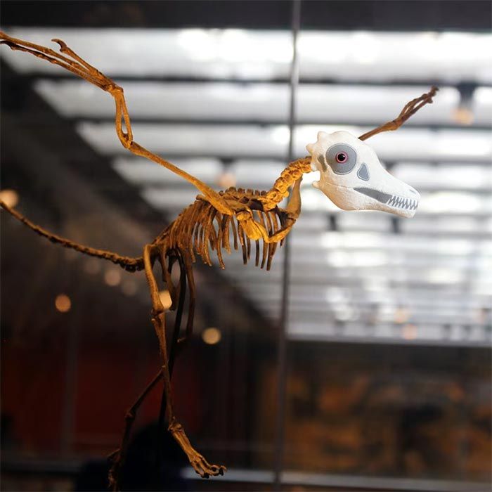 Archaeopteryx plush on skeleton