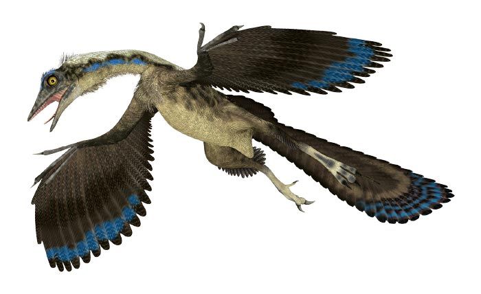 Archaeopteryx bird dinosaur