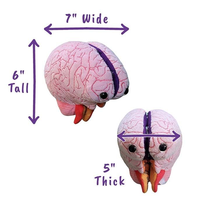 Brain Model dimensions