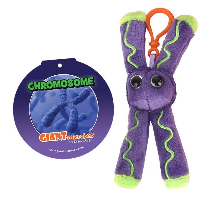 Chromosome key chain with tag