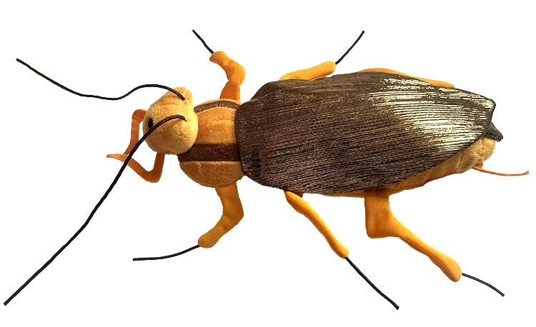 Cockroach plush top new