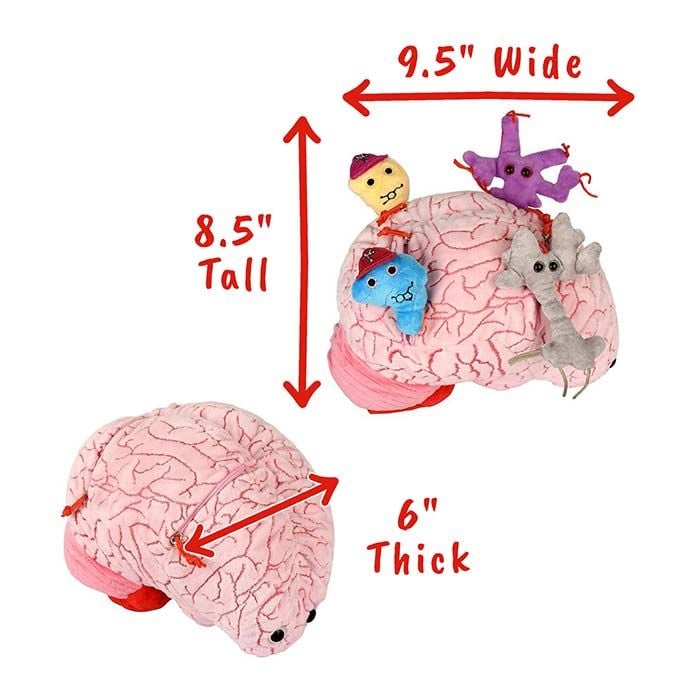 Deluxe Brain dimensions