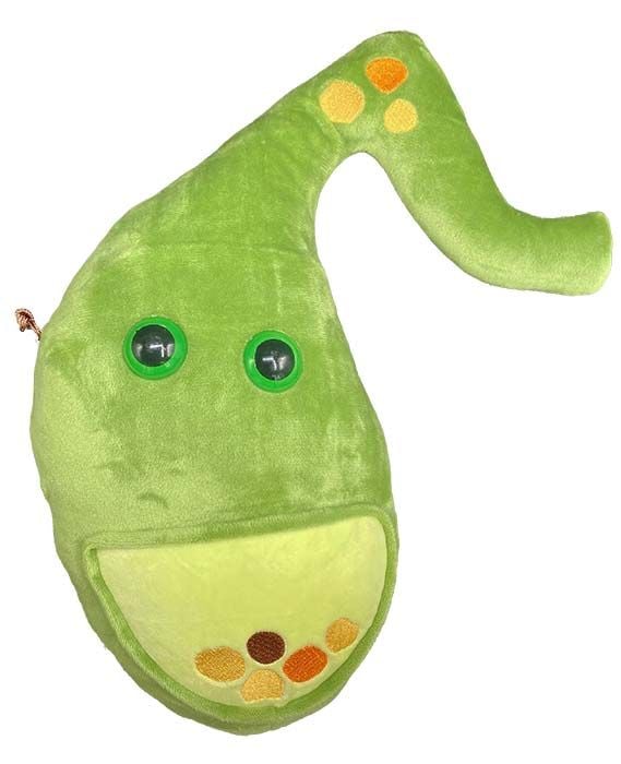 Deluxe Gallbladder plush front view