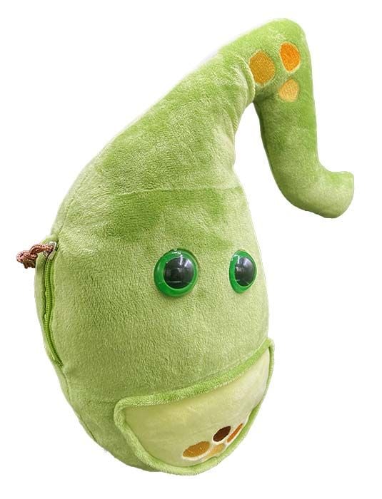 Deluxe Gallbladder plush angle