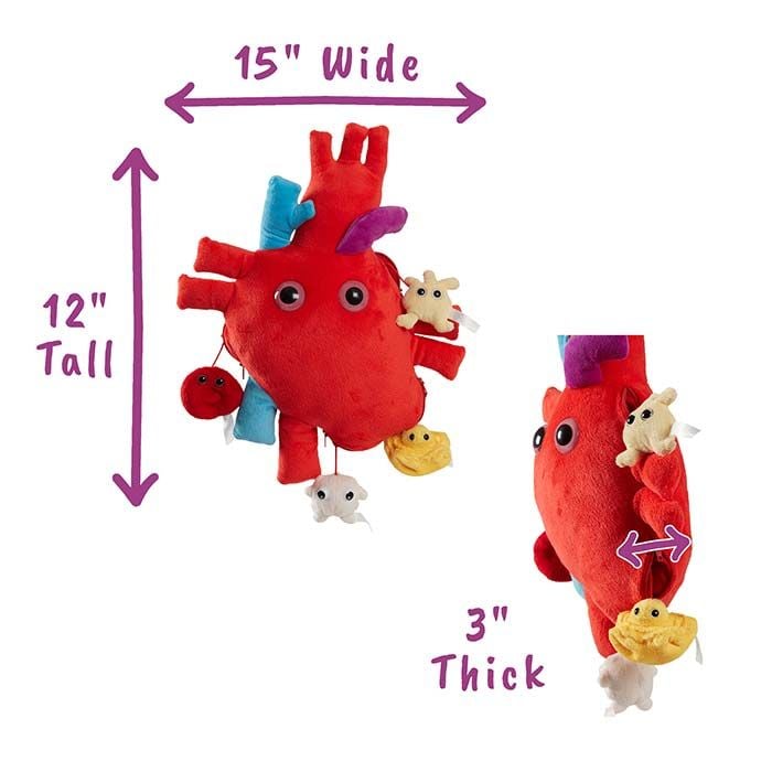 Deluxe Heart dimensions