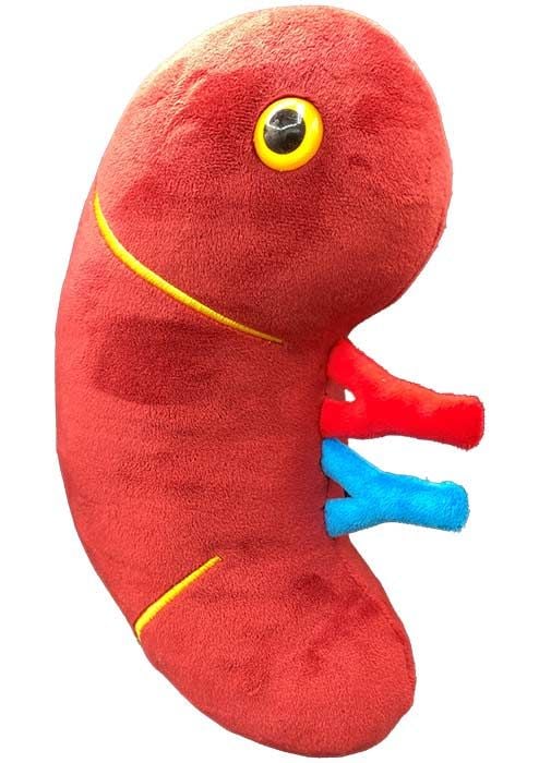 Deluxe Kidney plush angle