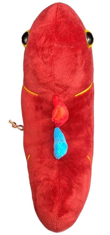 Deluxe Kidney plush front