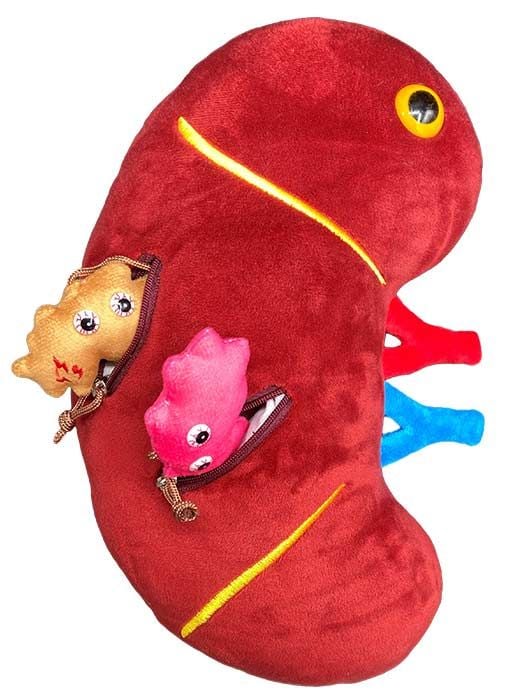 Deluxe Kidney plush minis hidden