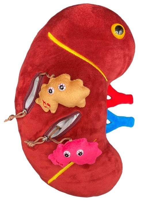 Deluxe Kidney plush with minis