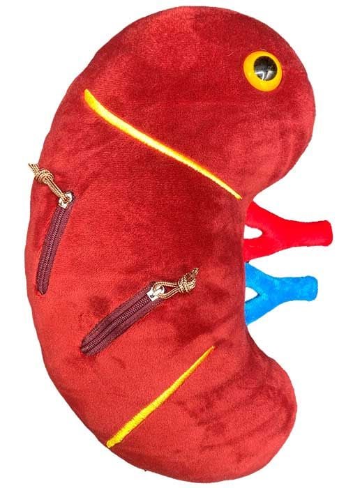 Deluxe Kidney plush side