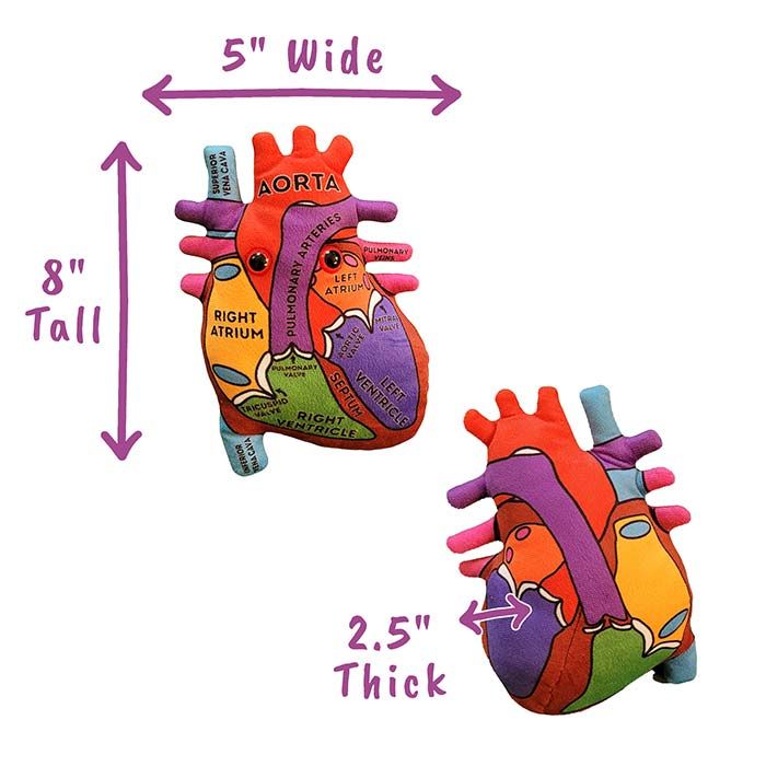 Heart Model dimensions