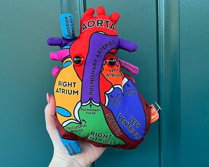 Heart model plush in hand