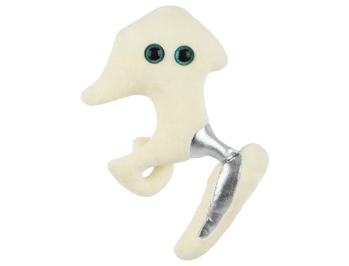 https://www.giantmicrobes.com/us/media/catalog/product/cache/ff90142cc55f9ca12447aeed7184b263/h/i/hip-replacement-front.jpg