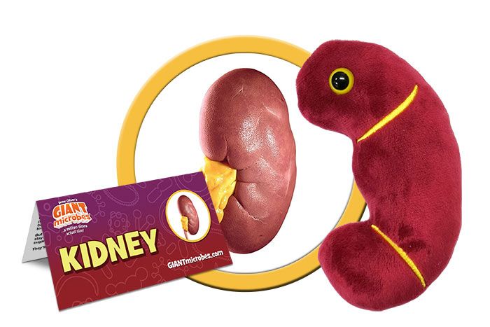 Kidney plush cluster