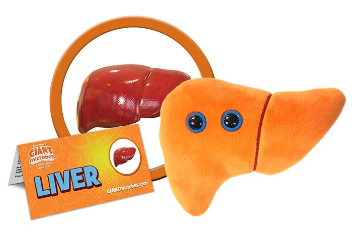 Liver plush cluster