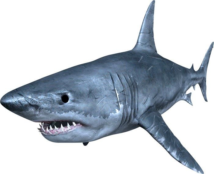 Megalodon real image