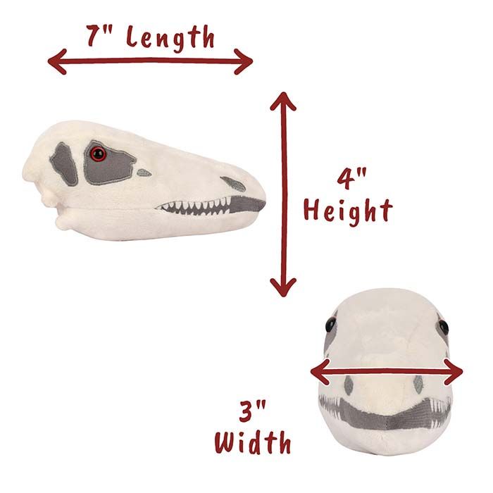 Stegosaurus dimensions