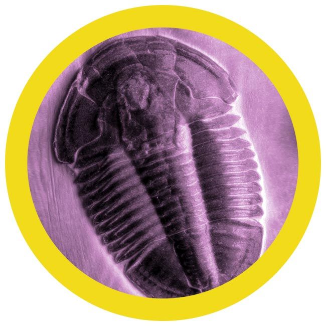 Trilobite scientific image