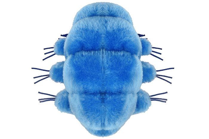 Tardigrade Water Bear Soft Stuffed Plush Toy